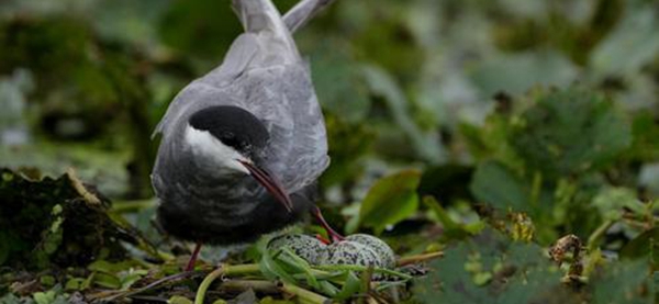 binary_middle (3).jpg